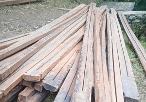 Gakkum Kehutanan melakukan penangkapan terhadap dua orang yang menjarah hutan di TWA Mangolo Kolaka.